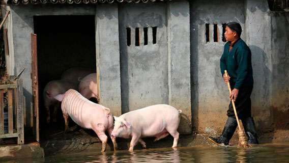 В Китае цены на свинину выросли на 97% в связи с инфляцией на фоне кризиса африканской чумы