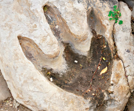 В Китае нашли следы динозавра возрастом 100 миллионов лет
