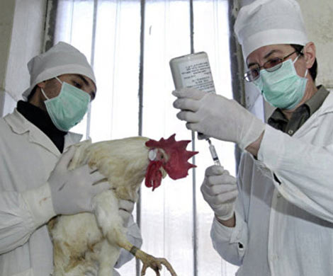 В Китае выявлен еще один случай заражения человека птичьим гриппом‍