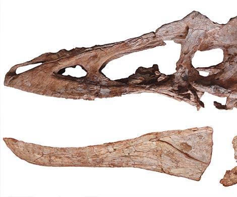 В Колумбии нашли скелет неизвестного морского динозавра