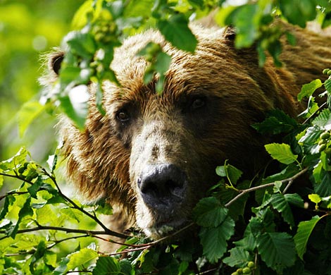В Краснодаре мужчина прятался с медведем в кустах и утверждал, что прибыл из 2073 года
