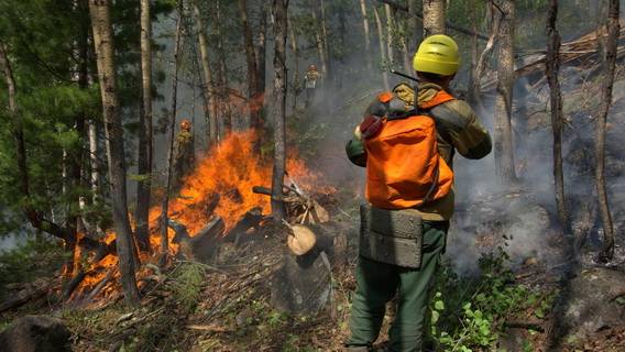 Лесными пожарами охвачено полстраны