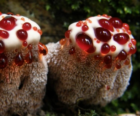 В лесу под Омском обнаружились странные кровоточащие грибы