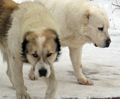В Москве собака растерзала обезглавленное тело погибшего хозяина‍