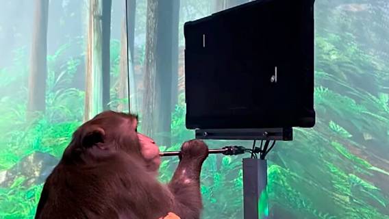В Neuralink объяснили, как обезьяна использовала нейрокомпьютерный интерфейс для игры в «Понг»