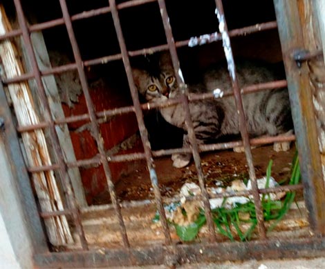 В Нововятске коммунальщики заживо замуровали котят в подвале дома