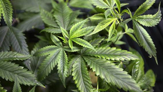 В парламенте Вирджинии проголосовали за легализацию марихуаны в 2024 году