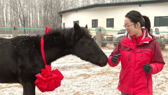 В Пекине была представлена первая в Китае клонированная теплокровная лошадь 