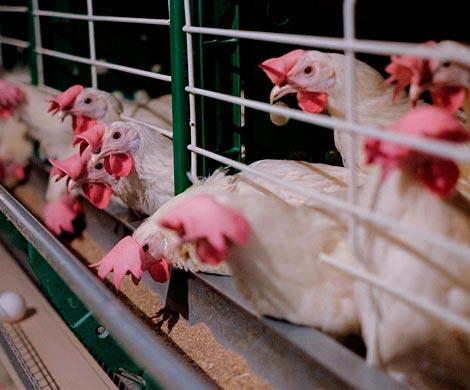 В Пензенской области ввели карантин из-за птичьего гриппа‍