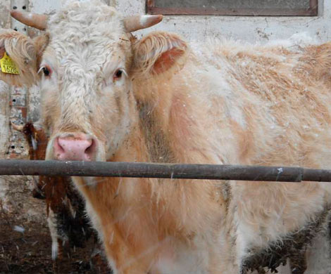 В Польше корова сломала фермеру руку и стала водолазом, спасаясь от убоя