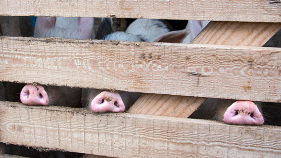 В Приамурье из-за чумы свиней объявлен режим ЧС