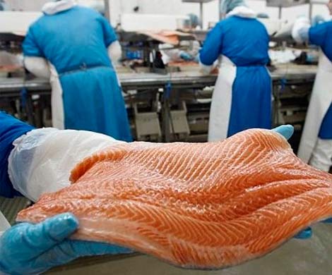 В России из-за санкций не смогут выращивать лосося В России из-за санкций не смогут выращивать лосося