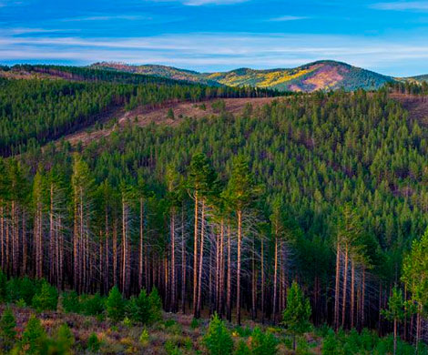 В России могут возобновить страхование лесов