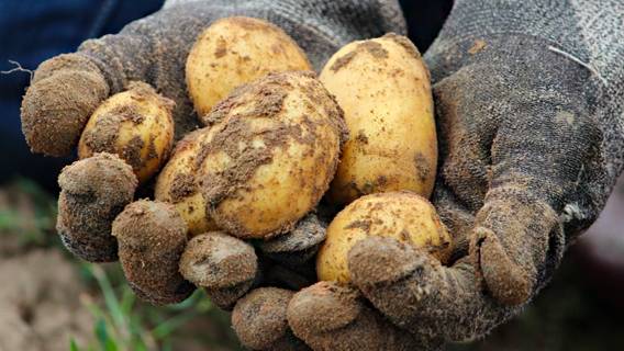 Картофель в России может стать дефицитом