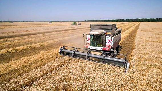 В России ожидается рекордный урожай пшеницы. Его надо собрать без потерь
