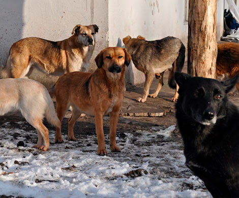В Ростове стая бродячих собак оккупировала двухэтажный дом в центре города