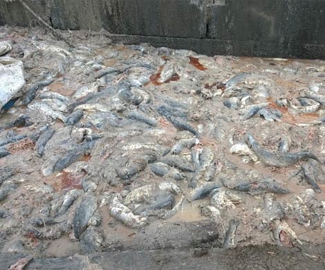 В «Русском море» началась прокурорская проверка В «Русском море» началась прокурорская проверка