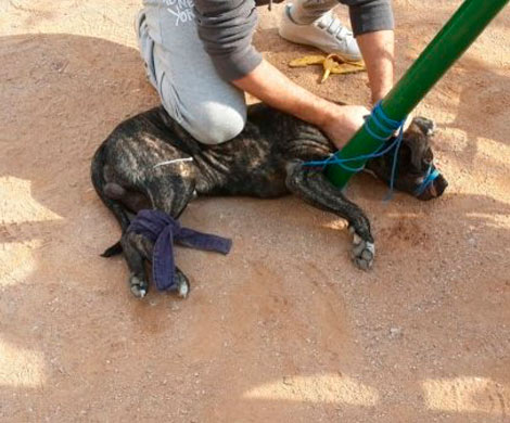 В Севастополе бойцовская собака разорвала лицо ребенку‍