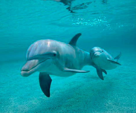 В Севастополе на берегу нашли двух изрезанных дельфинов