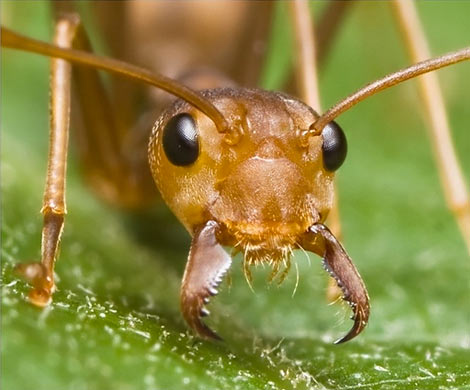 В США создали генетически модифицированных муравьев-социопатов