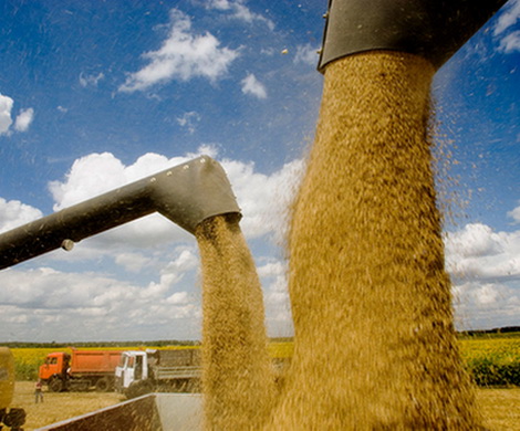 Российская пшеница - новый повод для санкций?