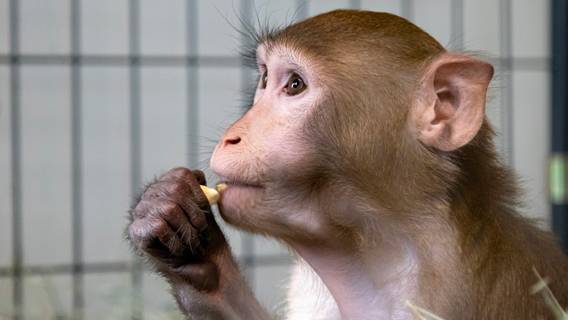 В США возник дефицит подопытных обезьян на фоне скандала с контрабандой из Камбоджи