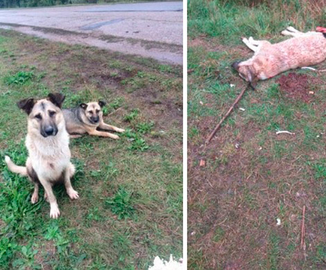 В Татарстане объявлено вознаграждение за поимку живодеров, убивающих собак