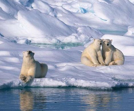 В течение десяти лет российская Арктика может остаться без белых медведей