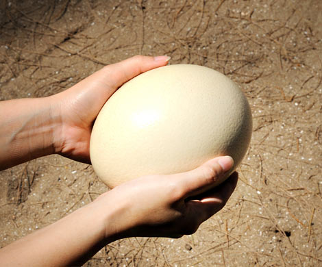 В Великобритании женщина растит страуса из купленного в Сети яйца