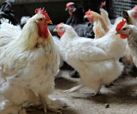 В Воронежской области‍ на крупной птицефабрике обнаружили птичий грипп 