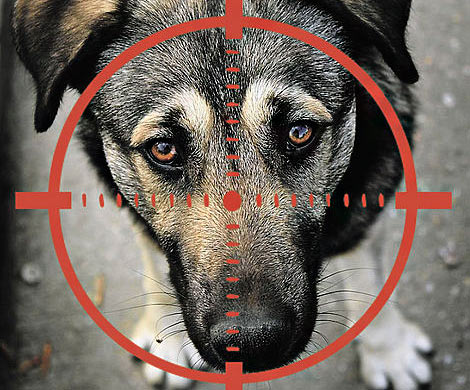 В Югре догхантеры расстреляли домашних собак дротиками с ядом