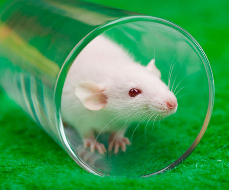 ВИЧ удалили из генома инфицированных мышей