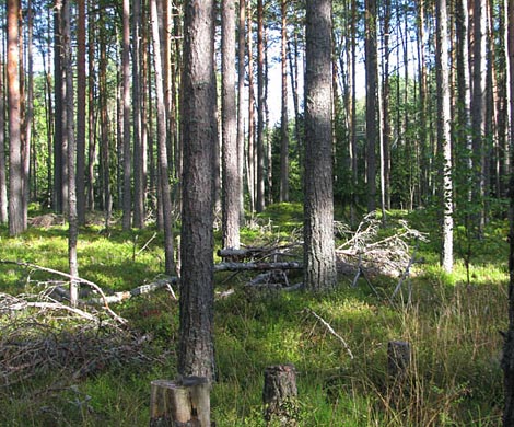 Власти Ленобласти одобрили трехкратное увеличение площади лесосеки