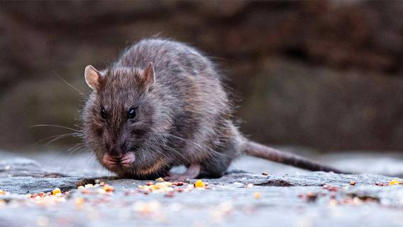 Власти Нью-Йорка ищут человека с «инстинктом убийцы» для борьбы с крысами