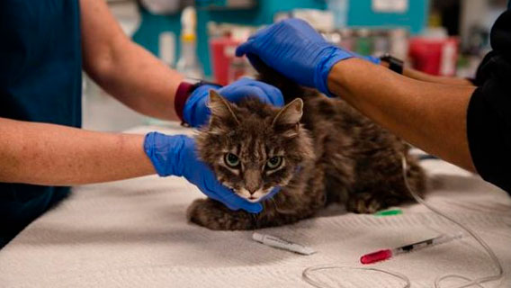 Во Франции нашли кошку, заражённую коронавирусом Во Франции нашли кошку, заражённую коронавирусом