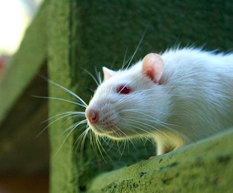 Все дело в запахе: ученые рассказали, почему мыши не боятся женщин