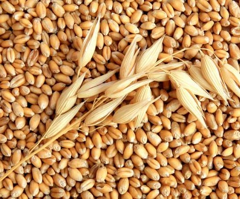 Ячмень признали новым суперпродуктом Ячмень признали новым суперпродуктом