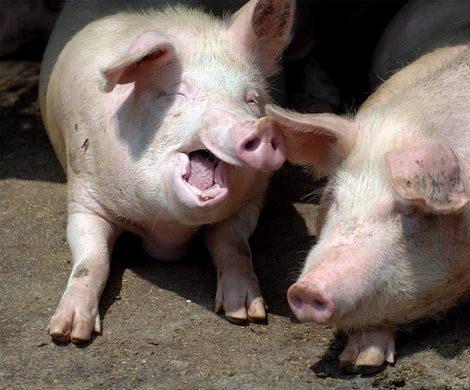 Японский ученый предложил выращивать человеческие органы в теле свиньи