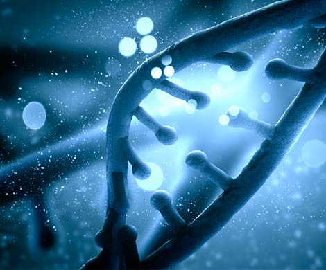 Эксперименты подтвердили отсутствие гена долголетия