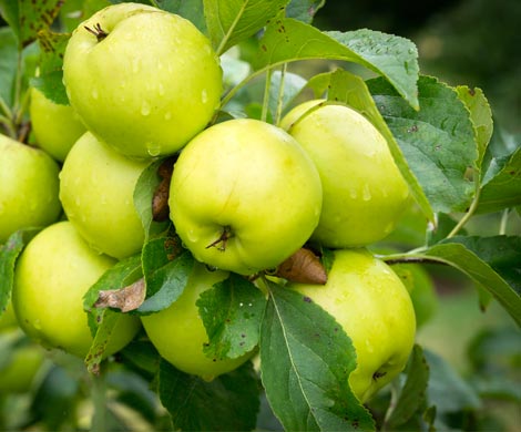 Эксперты назвали невероятные преимущества зеленых яблок