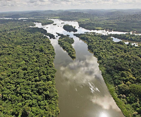 Эксперты назвали причину исчезновения лесов Амазонии