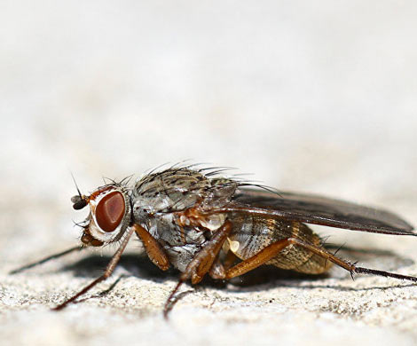 Эксперты обнаружили еще одну опасность мух