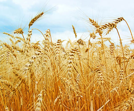 Экспортные котировки пшеницы бьют сезонные рекорды