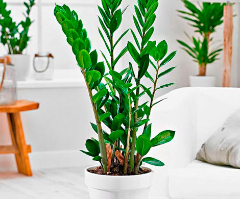 Замиокулькас: долларовое дерево – оптимист в мире комнатных растений