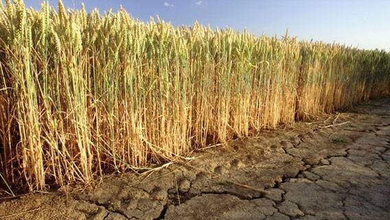 Засуха на южных равнинах США может сократить урожай пшеницы, усугубив проблемы с мировыми поставками зерна