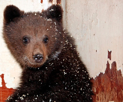 Жители Подмосковья заметили медвежонка, бродившего по улицам поселка‍