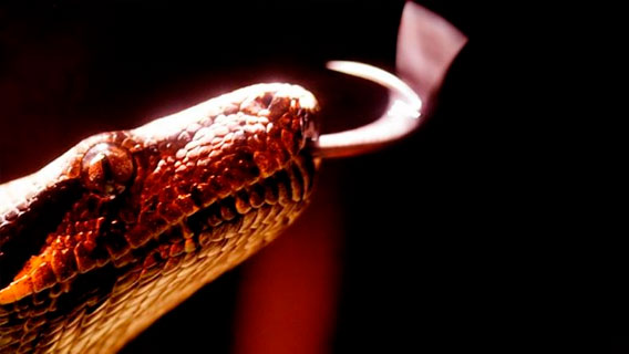 Змеи признаны первоисточником китайского коронавируса