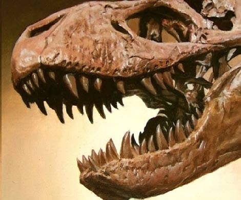 Зубы тираннозавра найдены в Нагасаки
